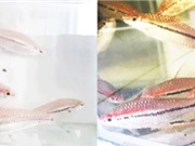 TPHCM: Nghiên cứu quy trình sinh sản nhân tạo cá hồng mi Ấn Độ 