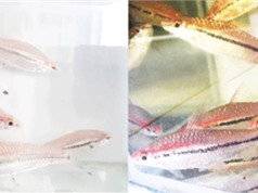 TPHCM: Nghiên cứu quy trình sinh sản nhân tạo cá hồng mi Ấn Độ 