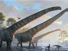 Hóa thạch ở Trung Quốc tiết lộ khủng long có cổ dài 15 mét