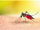 Da nhân tạo thay thế da người trong các thí nghiệm cho muỗi đốt