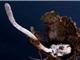 Phát hiện nấm ký sinh ăn nhện ở Brazil