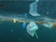 Vi nhựa là trung gian vận chuyển chất gây ô nhiễm