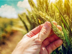[Video] Chỉnh sửa gen lúa mì nhằm giảm nguy cơ ung thư