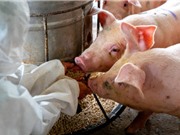 Probiotics vs kháng sinh: Cuộc chiến vì sức khỏe động vật