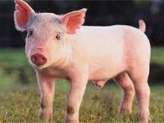Vaccine hiện hành không chống được các chủng gây bệnh lở mồm long móng ở lợn