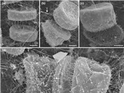 Nghiên cứu về tảo cát và vi khuẩn: Giải mã mối liên hệ bí ẩn