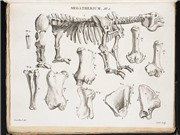 Georges Cuvier: Người khai sinh ngành cổ sinh vật học