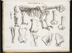Georges Cuvier: Người khai sinh ngành cổ sinh vật học