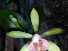 Đánh giá hiện trạng bảo tồn các loài Lan (họ Orchidaceae) ở Việt Nam