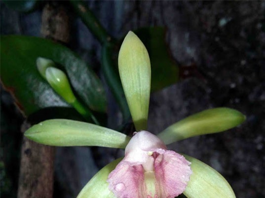 Đánh giá hiện trạng bảo tồn các loài Lan (họ Orchidaceae) ở Việt Nam