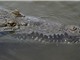Lần đầu ghi nhận hiện tượng trinh sản ở cá sấu tại Costa Rica