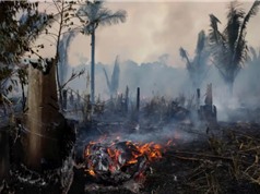 Năm 2022, thế giới mất một "nước Thụy Sĩ" rừng nhiệt đới