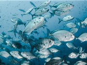 90% ngành thủy hải sản có nguy cơ bị ảnh hưởng bởi biến đổi môi trường 