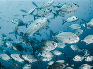 90% ngành thủy hải sản có nguy cơ bị ảnh hưởng bởi biến đổi môi trường 