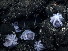 Phát hiện ổ bạch tuộc ấp trứng hiếm có dưới biển sâu