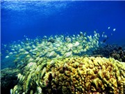 Hàng trăm nghìn loại vi sinh vật sống trong hệ sinh thái san hô