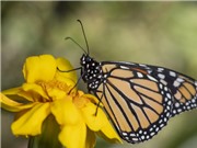 Các đốm trắng trên cánh giúp bướm vua bay xa hơn