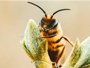 Ong ra quyết định nhanh hơn con người 