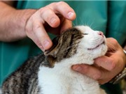 Cúm gia cầm giết chết hàng chục con mèo ở Ba Lan