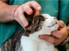 Cúm gia cầm giết chết hàng chục con mèo ở Ba Lan