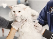 Sự lây lan bí ẩn của cúm gia cầm ở mèo tại Ba Lan