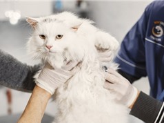 Sự lây lan bí ẩn của cúm gia cầm ở mèo tại Ba Lan