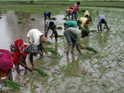 Giá gạo dự kiến tăng sau khi Ấn Độ tạm dừng xuất khẩu 