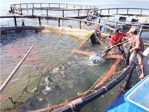 Bà Rịa – Vũng Tàu: Thi giải pháp đổi mới sáng tạo ngành thủy sản 