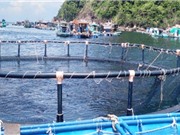 Cà Mau: Mô hình nuôi cá bớp thương phẩm trong lồng nhựa HDPE 