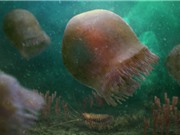 Phát hiện loài sứa cổ xưa nhất từ trước đến nay 
