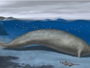 Phát hiện loài cá voi nặng nhất mọi thời đại?