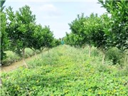 Vĩnh Long: Trồng cây lạc dại trong vườn cam sành để cải thiện đất