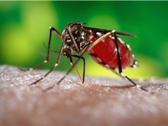 Cách tiếp cận Wolbachia có thể làm chậm sự lan truyền của các bệnh dịch do muỗi gây ra
