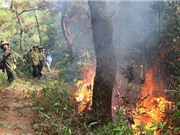 Tái hiện lịch sử cháy rừng qua các vòng cây