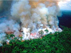 Hội nghị thượng đỉnh tìm giải pháp cứu rừng Amazon
