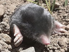 Phát hiện hai loài chuột chũi mới ở Thổ Nhĩ Kỳ