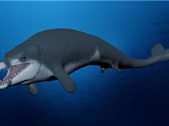 Phát hiện cá voi từ 41 triệu năm trước trong sa mạc Ai Cập