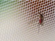 Muỗi chỉnh sửa gene trong cuộc chiến chống sốt rét