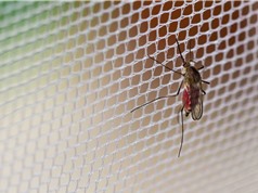 Muỗi chỉnh sửa gene trong cuộc chiến chống sốt rét