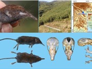Phát hiện loài Chuột chũi vòi mới ở Tây Bắc