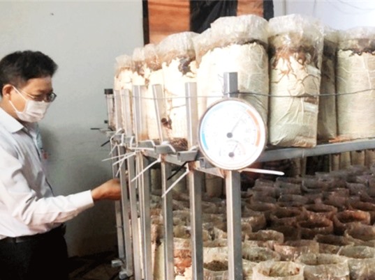Đắk Lắk: Xây dựng mô hình trồng nấm mối đen