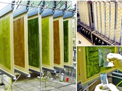 Hệ thống Twin-Layer: Tăng cường hiệu suất nuôi trồng vi tảo