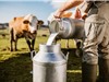Tại sao con người bắt đầu uống sữa bò?