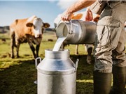Tại sao con người bắt đầu uống sữa bò?