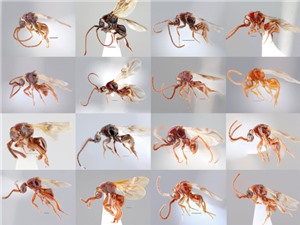 Phát hiện 16 loài ong ký sinh mới ở Việt Nam