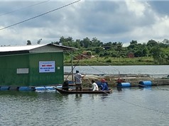 Đắk Lắk: Nuôi cá lăng nha trong lồng bè 