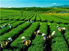 Xây dựng cơ sở dữ liệu đánh giá và xác định nguồn gốc trà Việt Nam