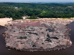 Hạn hán ở Amazon làm lộ ra những tảng đá cổ chạm khắc 
