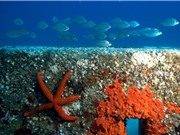 Tiềm năng của rạn san hô nhân tạo