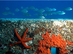Tiềm năng của rạn san hô nhân tạo
